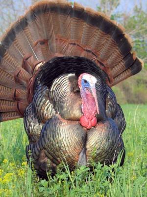 wild turkey 0011