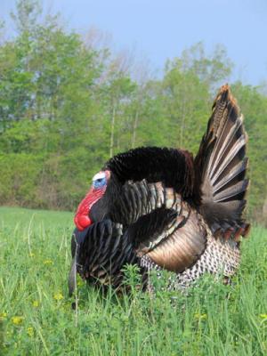 wild turkey 0020