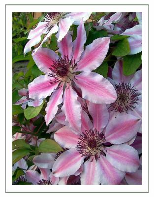 Deep pink clematis (2037)