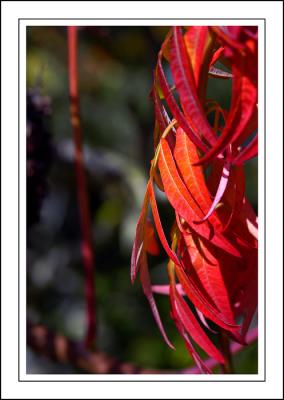 Martock ~ more red leaves