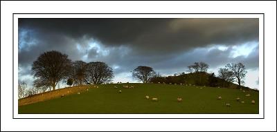 Sheep on the hills near Melplash, Dorset