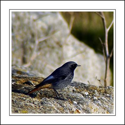 Black redstart, Portland, Dorset