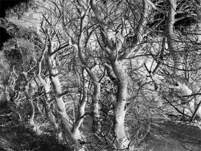 Ghost Trees