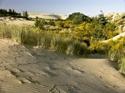 Dune Grass, Oregon Dunes