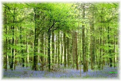 u45/mosko/medium/28960182.UntitledStitched02bluebellsyycse1.jpg