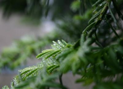 pinetree2.jpg