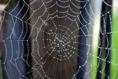 web.jpg