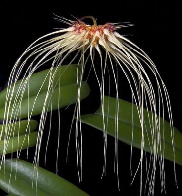 Bulbophyllum 'Thai Spider'