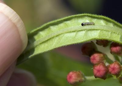 Early instar Monarch