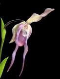 Phragmipedium schroderae Coos Bay AM/AOS