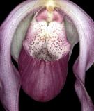 Phragmipedium schroderae Coos Bay AM/AOS