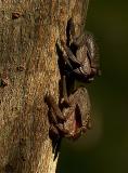 Red Mangrove Tree Crabs