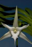 Angraecum sesquipedale