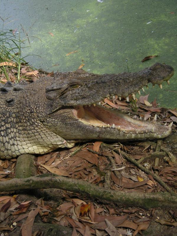 Look at those teeth
