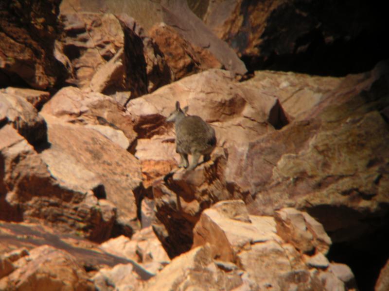 A black-footed rock wallaby