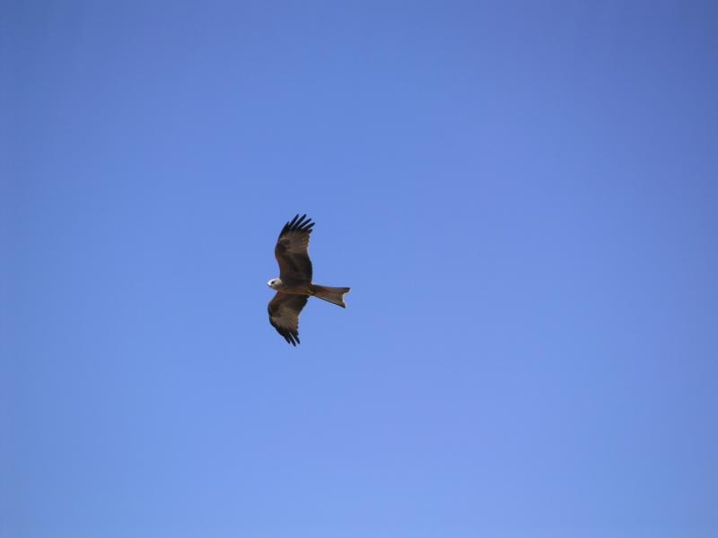 Kite