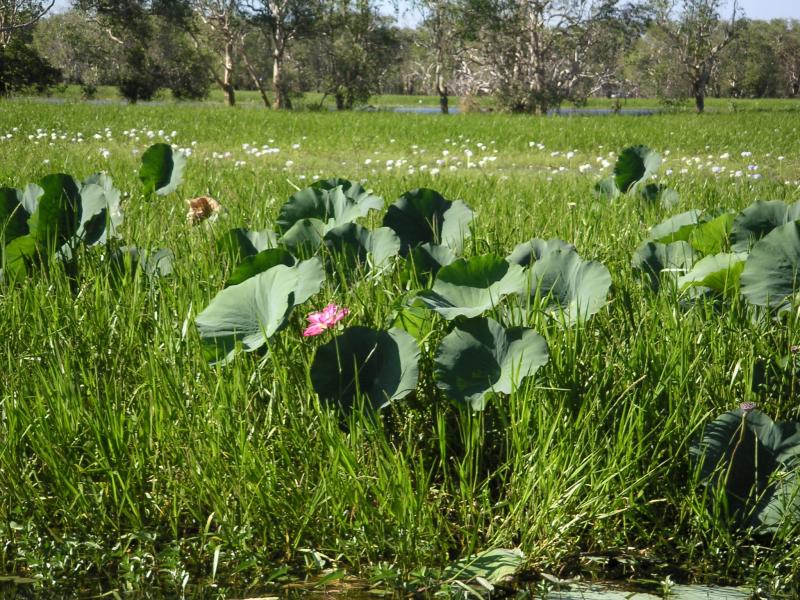 Lotus lilies