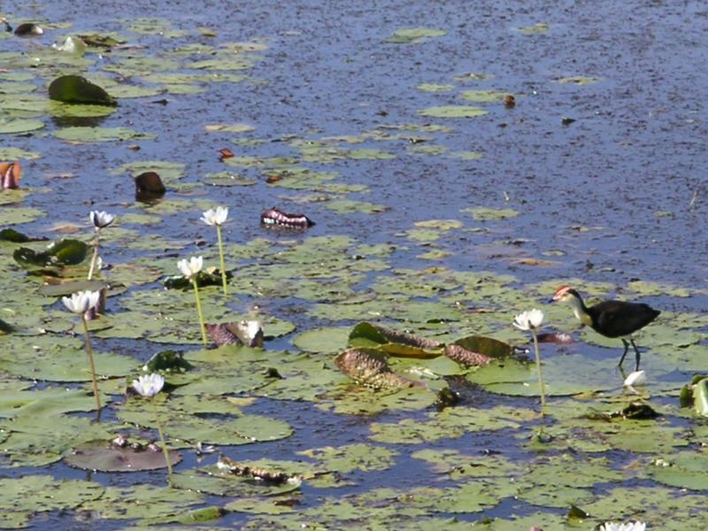 Jacana walking on the lily pads