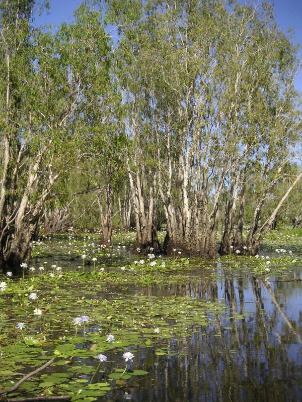 Paperbark swamp