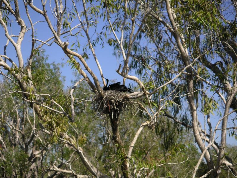 Darter and chicks