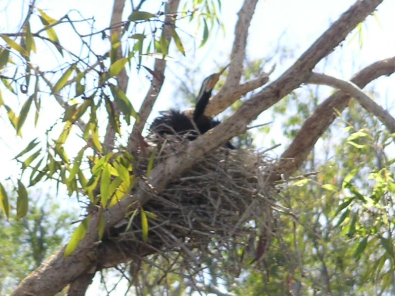 Protecting them from eagles & kites