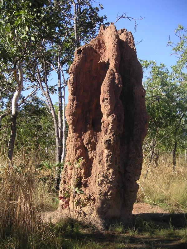 Cathedral termite mound