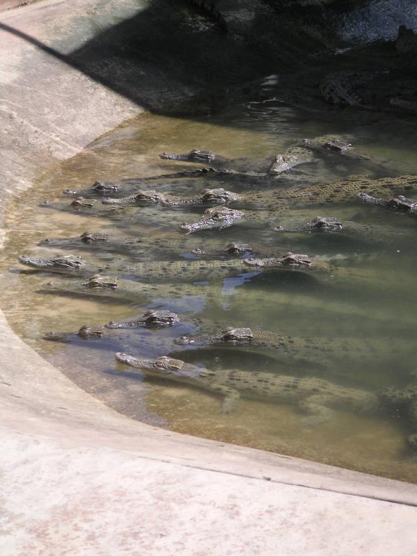 Lots of baby crocs