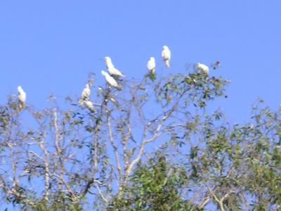 Kakadu NP (NT)