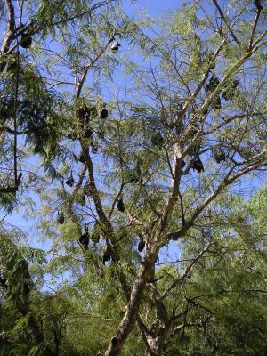 Katherine Gorge - black flying foxes