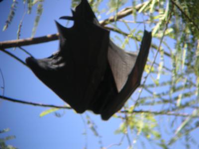 Flapping wings to cool down