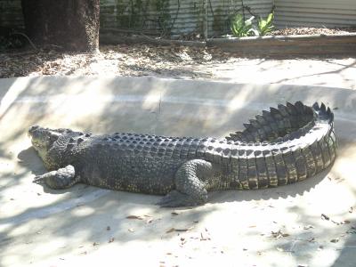 This is a BIG croc