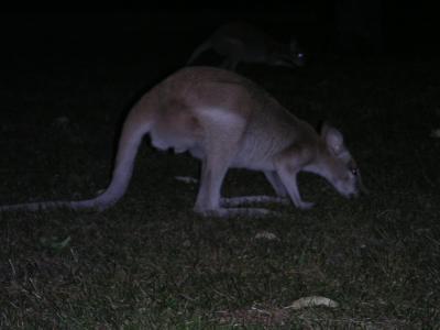 Mammals & Marsupials