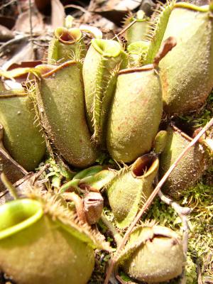 Pitcher plants