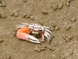 Crab with one huge pincer...