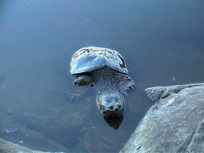 Turtle's long neck