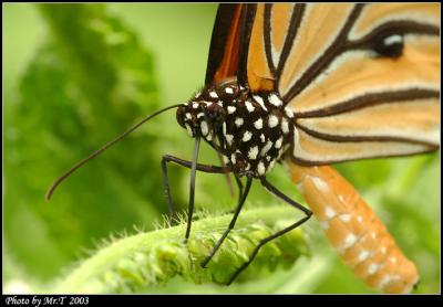 괳 Common Tiger  (Danaus genutia)