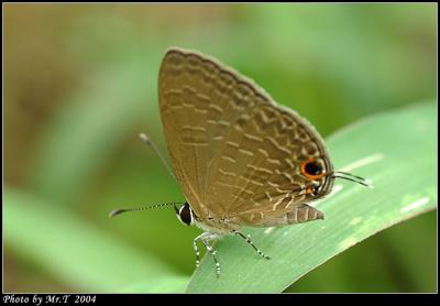 ǽ Dark Cerulean (Jamides bochus)