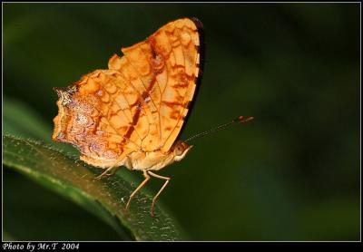 潺 Common Jester (Symbrenthis lilaea)