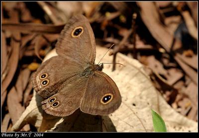 w Common Five-ring (Ypthima baldus)