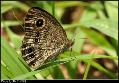 w Common Five-ring (Ypthima baldus)