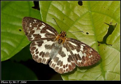 է˽ Magpie Flat (Abraximorpha davidii)