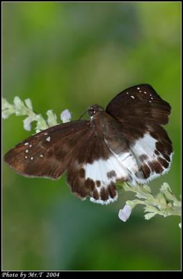 ȧ˽ Dark Edged Snow Flat (Tagiades menaka)