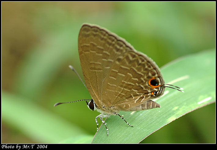 ǽ Dark Cerulean (Jamides bochus)