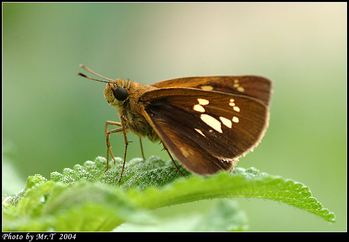 է˽ Contiguous Swift (Polytremis lubricans)