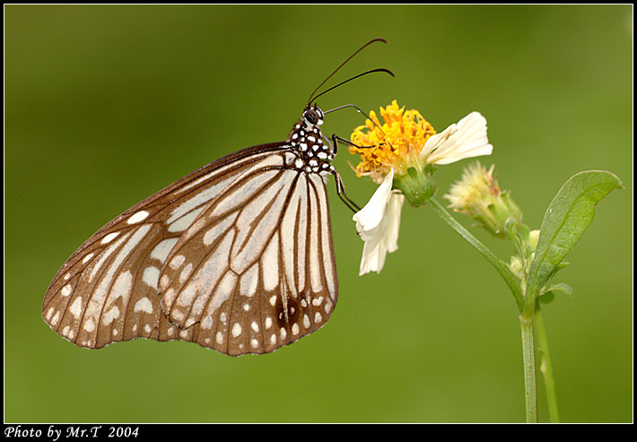 h Glassy Tiger (Parantica aglea)