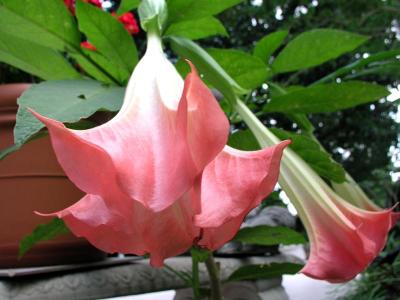 Brugmansia