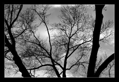 u45/mreilly01/medium/29498144.trees.jpg