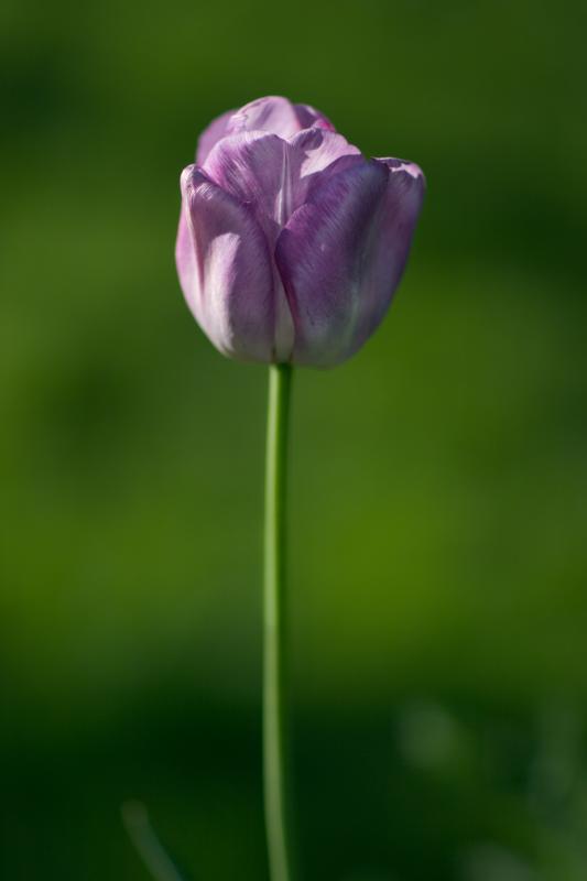 Tulip.jpg