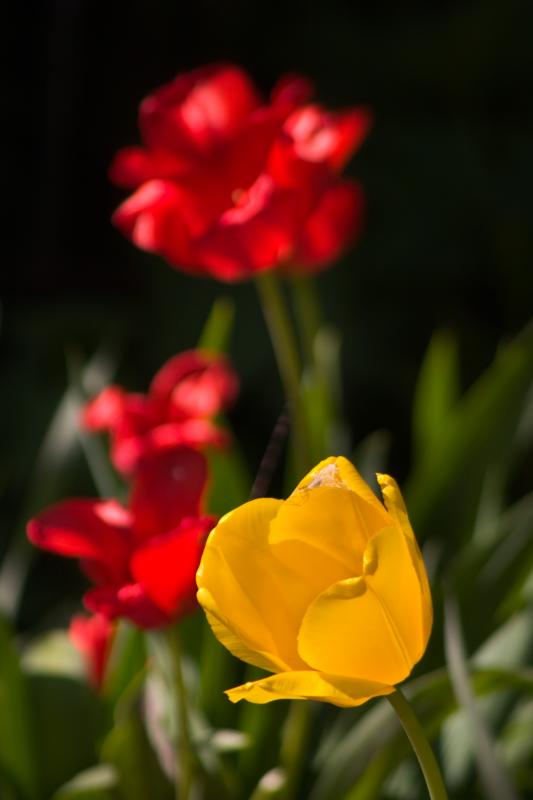 Tulips.jpg