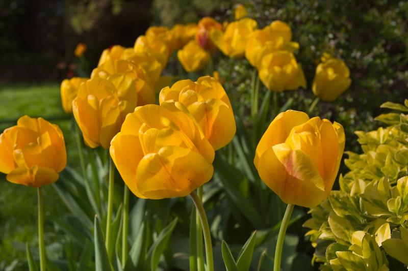 Yellow Tulips.jpg